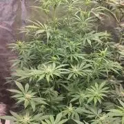 Higher Heights Mendo