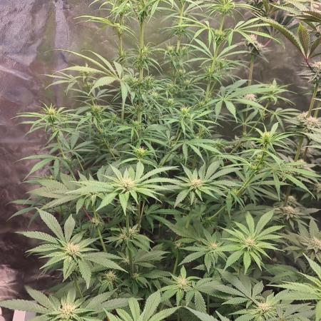 Higher Heights Mendo