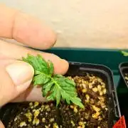 Frosty - Freaky - Purple