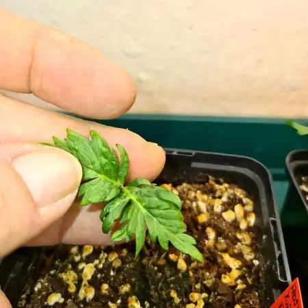 Frosty - Freaky - Purple