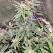 Trichome Jungle - Rainbow Cherry f2