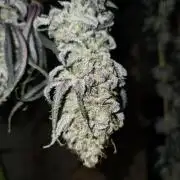 FatalFlower Gen.*Oim's Finest