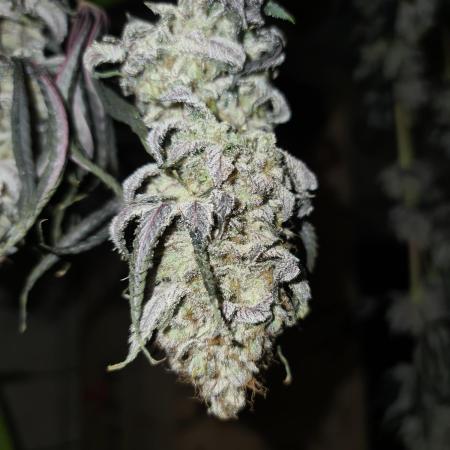 FatalFlower Gen.*Oim's Finest