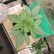 Connoisseur Genetics Cherry Diesel Skunk