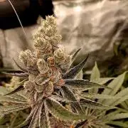 Number One Strain 🍓