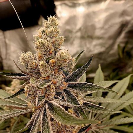 Number One Strain 🍓