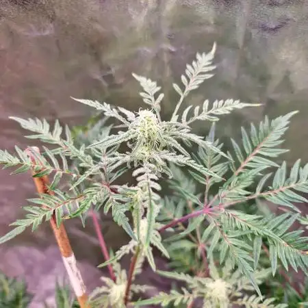 Frosty - Freaky - Purple
