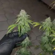 Goodie from Karma