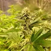 FatalFlower Gen.*Oim's Finest