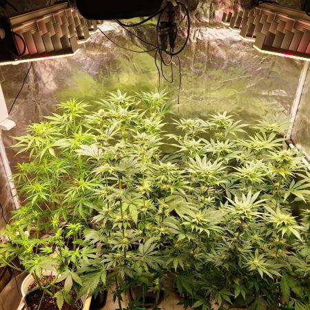 FatalFlower Gen.*Oim's Finest