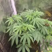 Goodie from Karma