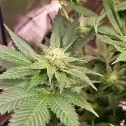Banana Haze