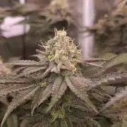 Higher Heights Mendo