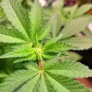 Higher Heights Mendo