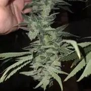 Connoisseur Genetics Cherry Diesel Skunk