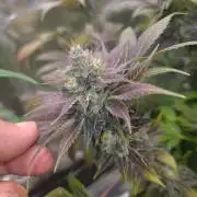 Banana Haze