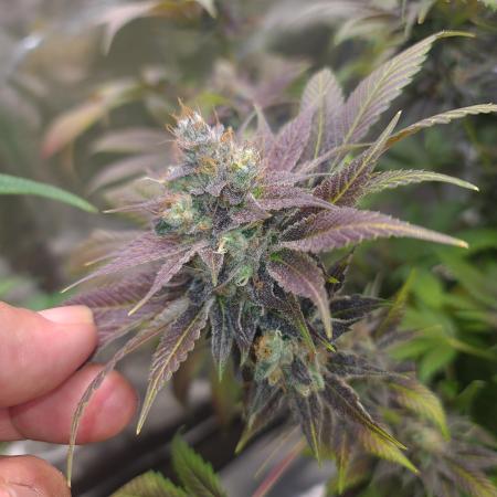 Banana Haze
