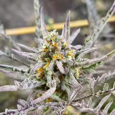 Frosty - Freaky - Purple