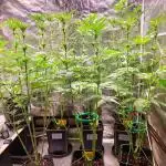 FatalFlower Gen.*Oim's Finest