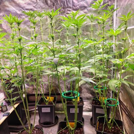 FatalFlower Gen.*Oim's Finest