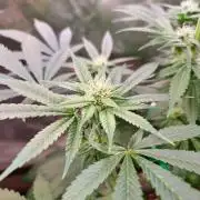 Connoisseur Genetics Cherry Diesel Skunk