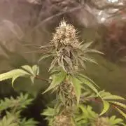 Lamboz - Ridgeline Farms