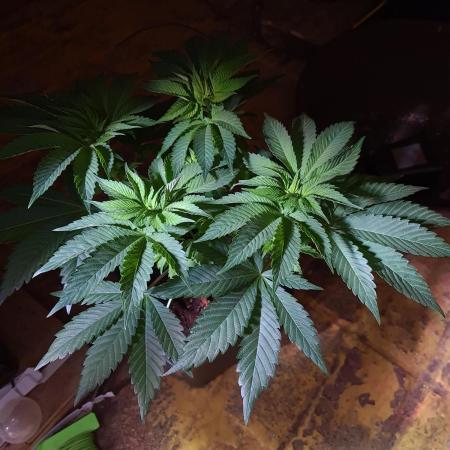 Higher Heights Mendo