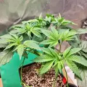 Connoisseur Genetics Cherry Diesel Skunk