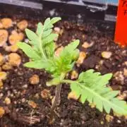 Frosty - Freaky - Purple