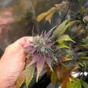 Banana Haze