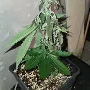 Amnesia Dream XL Auto