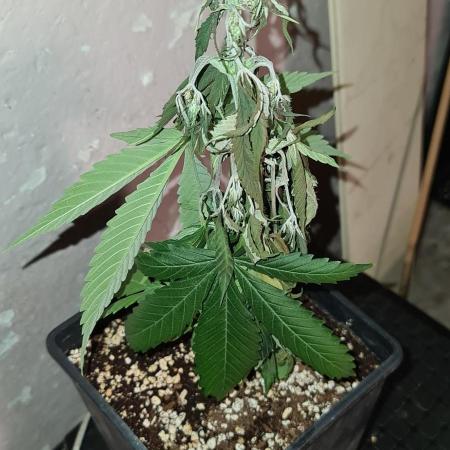 Amnesia Dream XL Auto