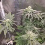 Higher Heights Mendo