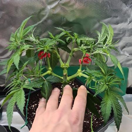 Connoisseur Genetics Cherry Diesel Skunk