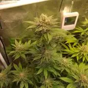 Banana Haze