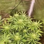 Goodie from Karma