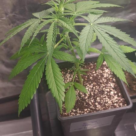 Amnesia Dream XL Auto