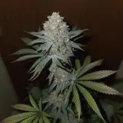 KingCherry#4*Zowahh f2