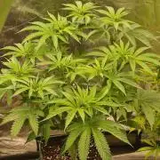 Connoisseur Genetics Cherry Diesel Skunk