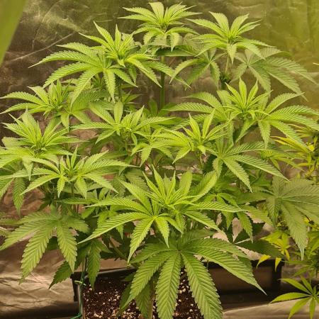 Connoisseur Genetics Cherry Diesel Skunk