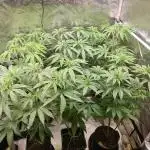 FatalFlower Gen.*Oim's Finest