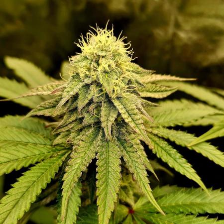 FatalFlower Gen.*Oim's Finest