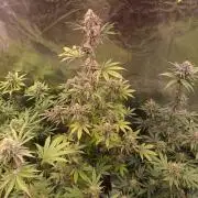 KingCherry#4*Zowahh f2