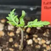 Frosty - Freaky - Purple