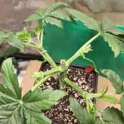 Connoisseur Genetics Cherry Diesel Skunk