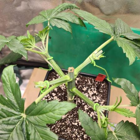 Connoisseur Genetics Cherry Diesel Skunk