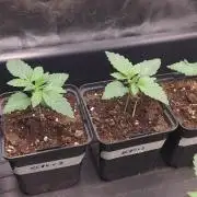 KingCherry#4*Zowahh f2