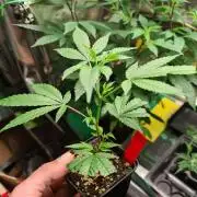 Number One Strain 🍓