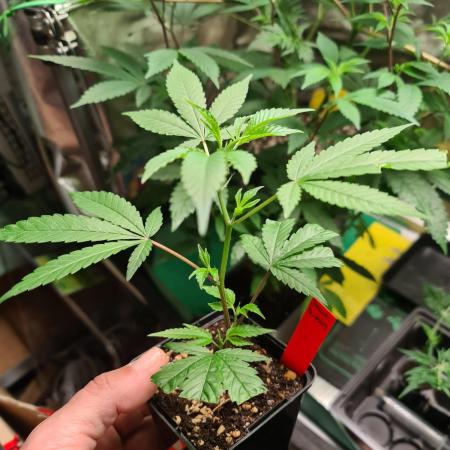 Number One Strain 🍓