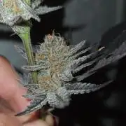 Number One Strain 🍓